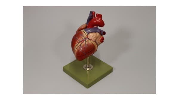 Anatomical Models from Two Centuries. Guided Tour in the Medical Collection — photo 1