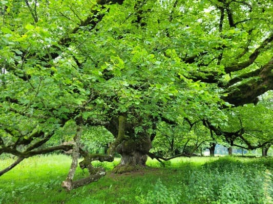 Old Tree, Tell Me Your Life — photo 1
