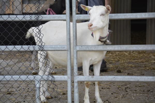 Theme Evening «Sheep & Goat» — photo 1